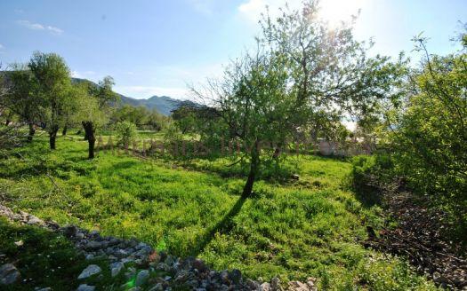 The land for sale with almond trees in Sogut, Marmaris