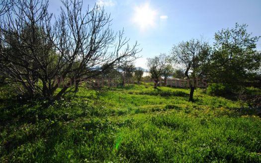 The land for sale with almond trees in Sogut, Marmaris
